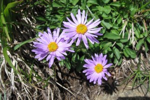 Aster alpinus (1200 x 799)